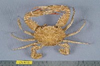 藏品(武士蟳)的圖片